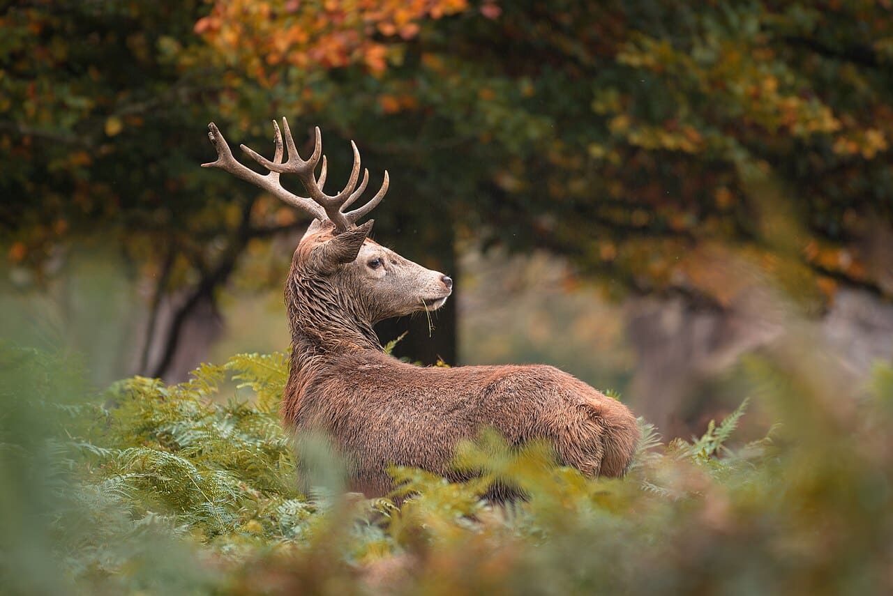 Cerf élaphe dans les fougères de Richmond Park, en Angleterre.