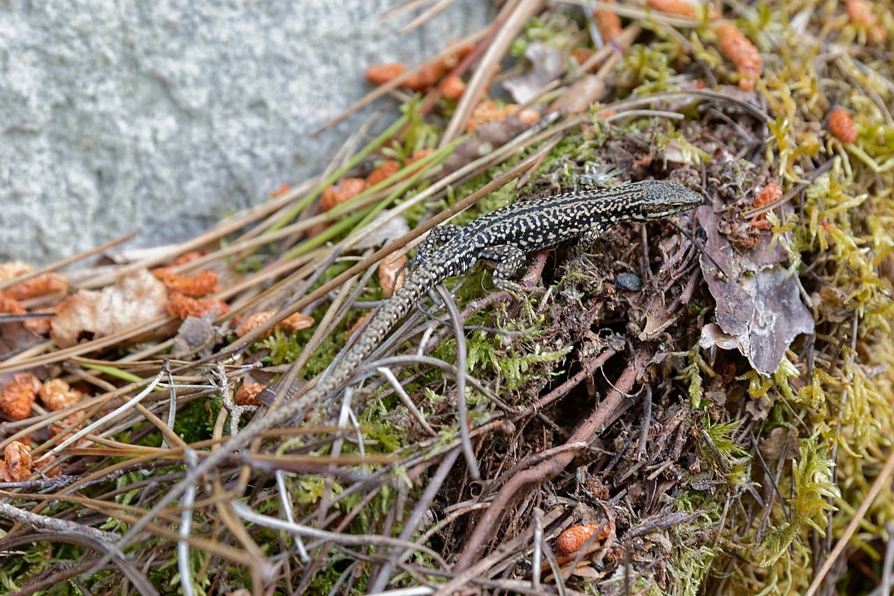 Lézard parmi les aiguilles de pin, les feuilles et les rochers en forêt de Fontainebleau.