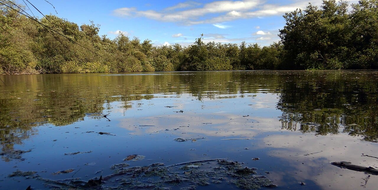 Eau et végétation des marais de Brimeux, dans la vallée de la Canche.
