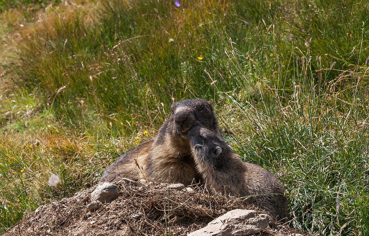 Marmottes des Alpes, jeune et adulte, près de leurs terriers à Spielboden, en Suisse.