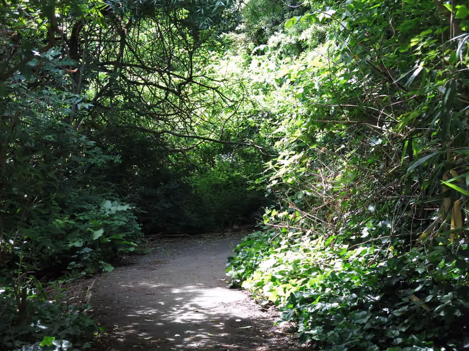 Sentier ombragé passe sous un couvert d’arbres près de la Corner Tower, en Angleterre Un sentier ombragé passe sous un couvert d’arbres près de la Corner Tower, en Angleterre.