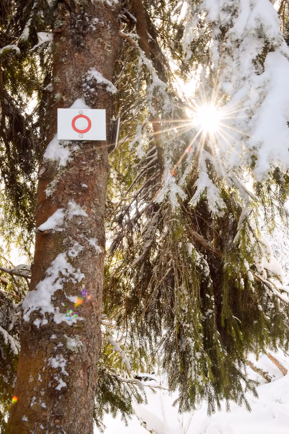 Anneau rouge du Club vosgien fixé sur un arbre enneigé, au gazon du Faing dans les Vosges Un anneau rouge du Club vosgien fixé sur un arbre enneigé, au gazon du Faing dans les Vosges.