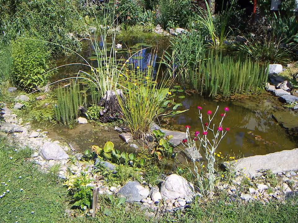 Mare de jardin bordée de végétation Mare de jardin bordée de végétation.