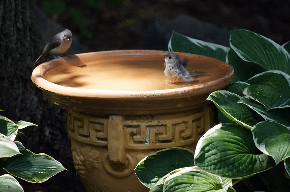 Deux petits oiseaux dans un bain d’oiseaux peu profond Deux petits oiseaux dans un bain d’oiseaux peu profond.