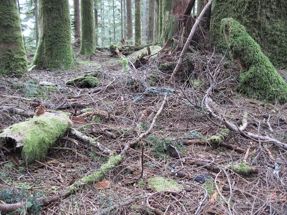 Litière de feuilles et d’aiguilles sous des arbres de la forêt de Mount Baker–Snoqualmie Litière de feuilles et d’aiguilles sous des arbres de la forêt de Mount Baker–Snoqualmie.