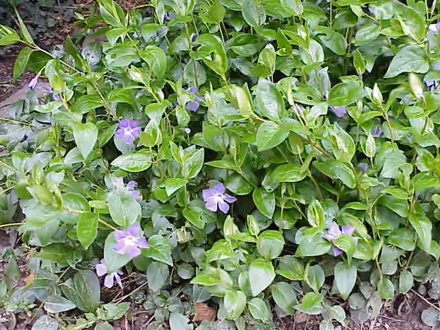 Pervenche formant un tapis de feuilles et de fleurs au ras du sol Pervenche formant un tapis de feuilles et de fleurs au ras du sol.