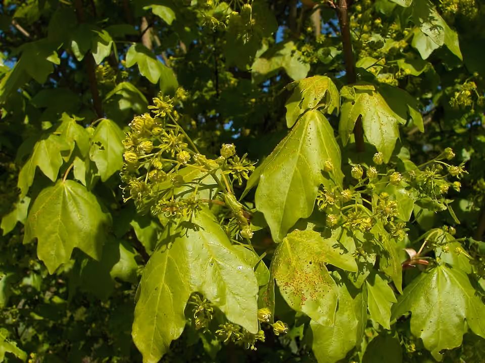 Feuilles et fleurs d’un érable champêtre près de Marbourg Feuilles et fleurs d’un érable champêtre près de Marbourg.