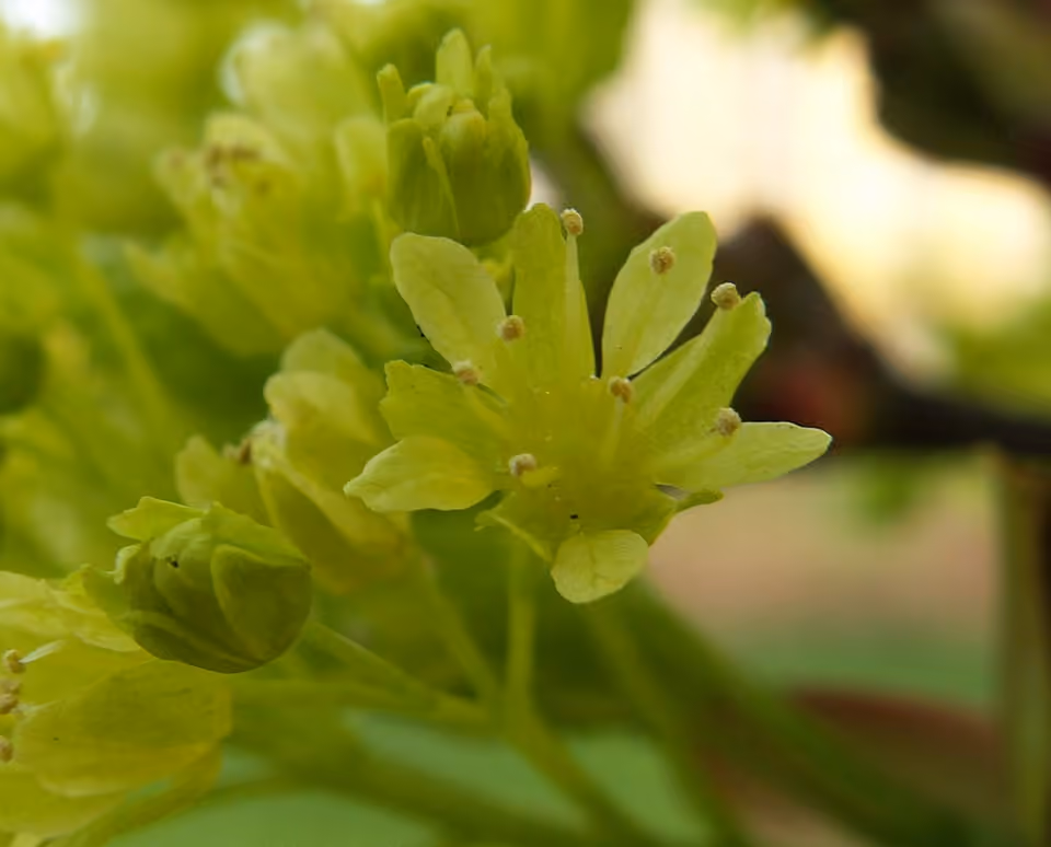 Fleurs jaune verdâtre d’un érable plane à Szczecin, en Pologne Fleurs jaune verdâtre d’un érable plane à Szczecin, en Pologne.