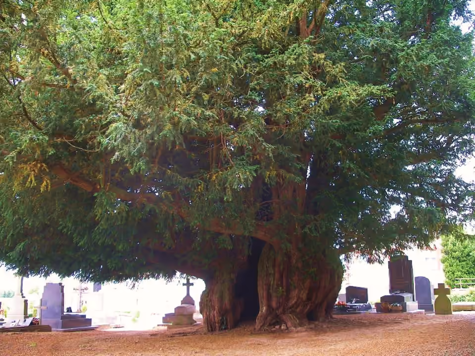 If ancien du cimetière d’Estry, dans le Calvados If ancien du cimetière d’Estry, dans le Calvados.