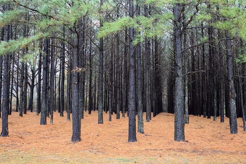 Plantation de pins aux arbres de taille et d’espacement réguliers Une plantation de pins aux arbres de taille et d’espacement réguliers.