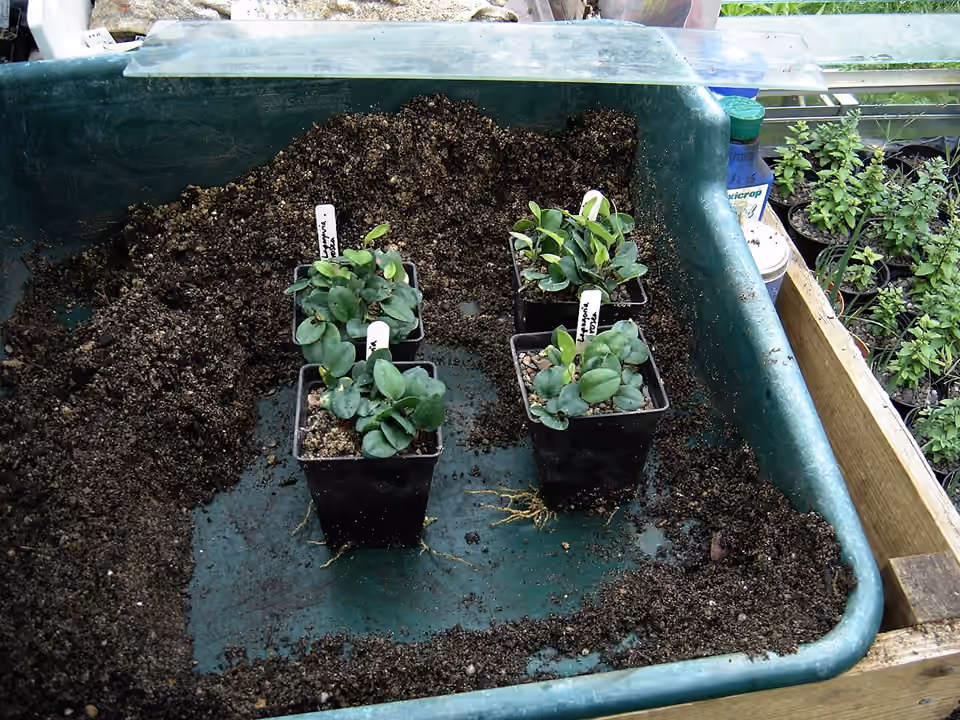 Plusieurs pots contenant des plantules de copihue Plusieurs pots contenant des plantules de copihue.
