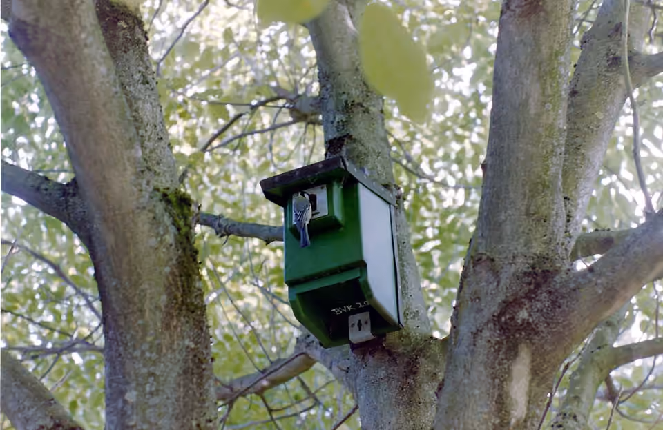Mésange charbonnière à l’entrée d’un nichoir en Allemagne Une mésange charbonnière à l’entrée d’un nichoir en Allemagne.
