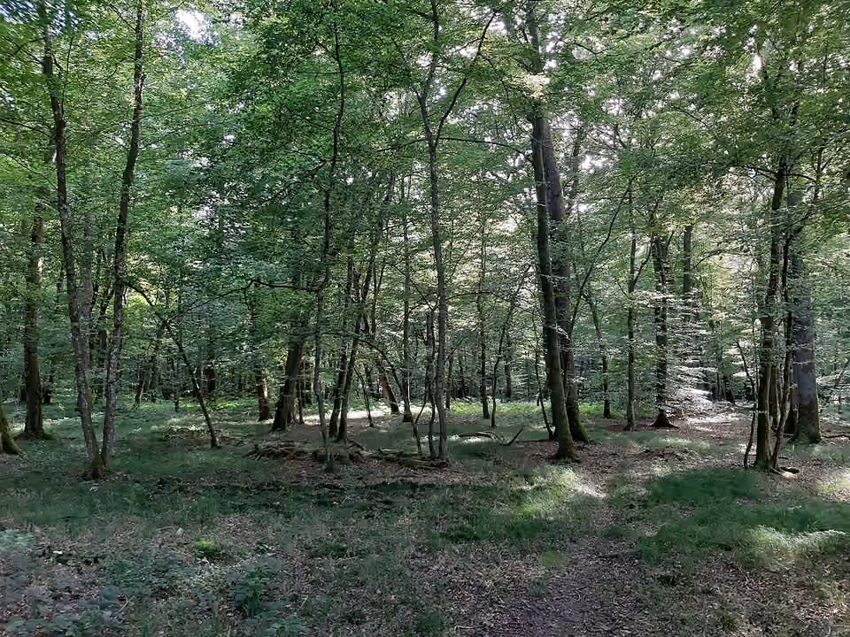 Sous-bois du Bois du Breuil à Noironte, en été Sous-bois du Bois du Breuil à Noironte, en été.