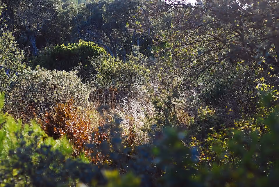 Garrigue méditerranéenne à végétation basse et clairsemée Garrigue méditerranéenne à végétation basse et clairsemée.