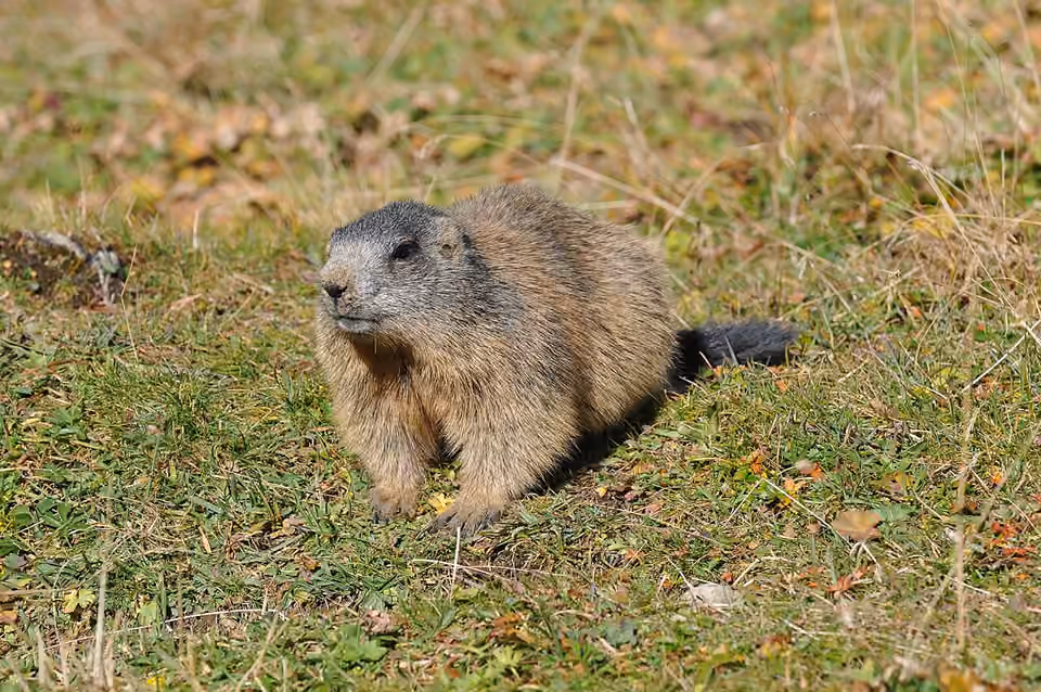 Marmotte des Alpes au pelage brun gris sur un terrain montagnard Marmotte des Alpes au pelage brun gris sur un terrain montagnard.