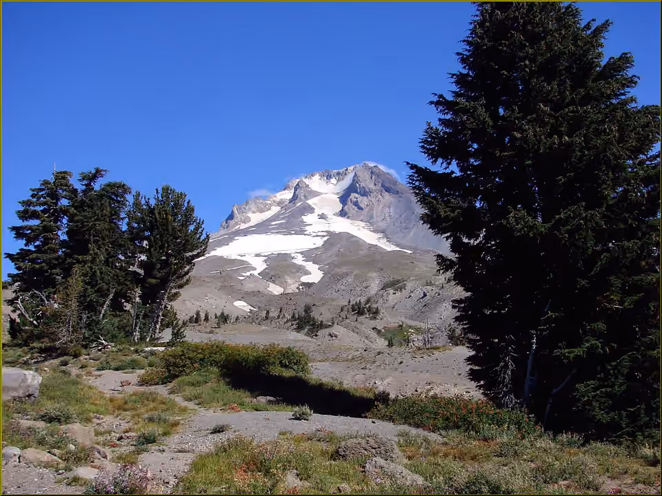 Arbres et fleurs de montagne sous les reliefs enneigés du mont Hood, dans l’Oregon Arbres et fleurs de montagne sous les reliefs enneigés du mont Hood, dans l’Oregon.
