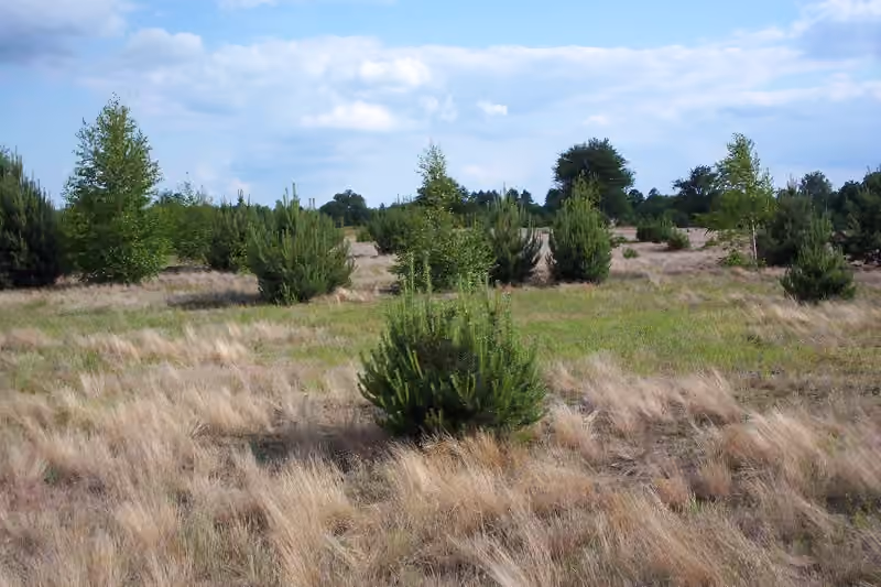 Jeunes arbres colonisant un terrain herbacé laissé sans culture Jeunes arbres colonisant un terrain herbacé laissé sans culture.