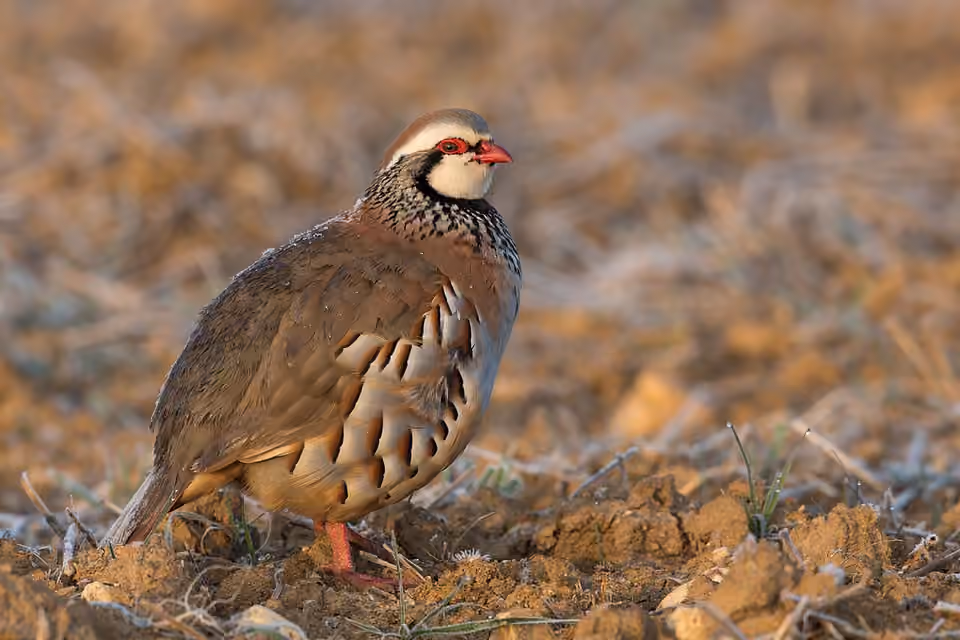 Perdrix rouge au plumage brun et aux flancs rayés Perdrix rouge au plumage brun et aux flancs rayés.
