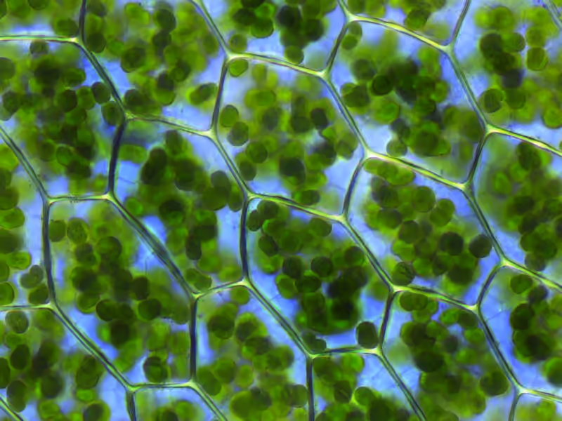 Cellules de mousse observées au microscope, contenant de nombreux chloroplastes verts Cellules de mousse observées au microscope, contenant de nombreux chloroplastes verts.