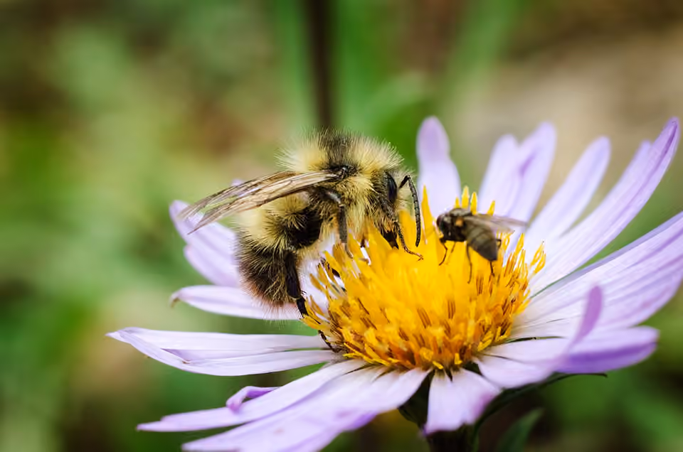 Bourdon et abeille au contact d’une fleur Bourdon et abeille au contact d’une fleur.