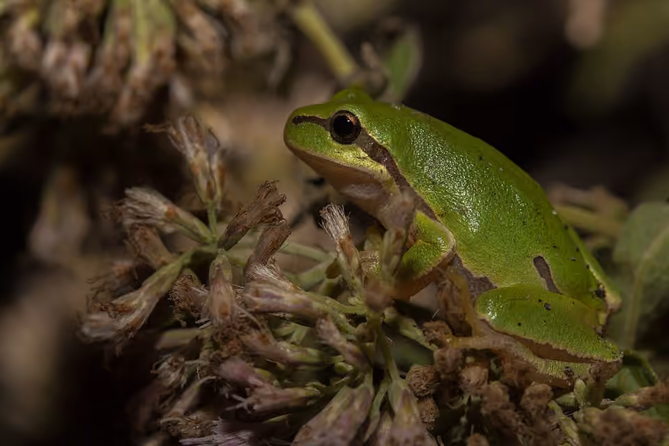 Rainette verte posée sur une eupatoire, ses doigts écartés sur la plante Rainette verte posée sur une eupatoire, ses doigts écartés sur la plante.