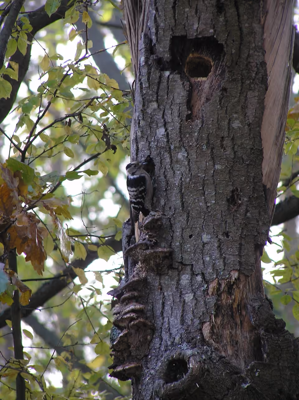 Des cavités et des champignons sur le tronc d’un arbre à Brok, en Pologne Des cavités et des champignons sur le tronc d’un arbre à Brok, en Pologne.