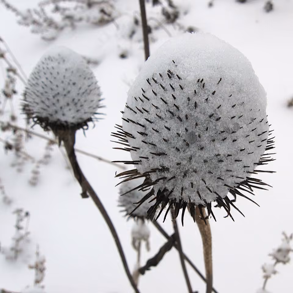 Têtes sèches d’échinacées conservées sur leurs tiges sous la neige Têtes sèches d’échinacées conservées sur leurs tiges sous la neige.