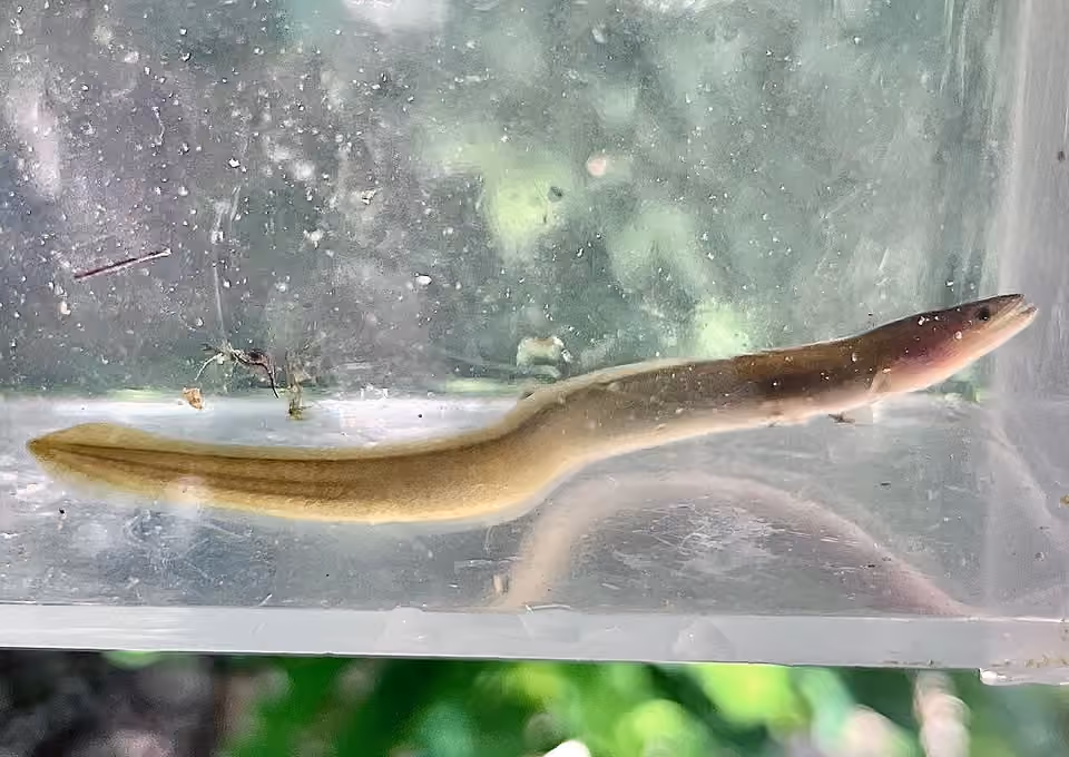 Anguille européenne vue de profil dans un récipient transparent lors d’une observation à Cagnes-sur-Mer Anguille européenne vue de profil dans un récipient transparent lors d’une observation à Cagnes-sur-Mer.