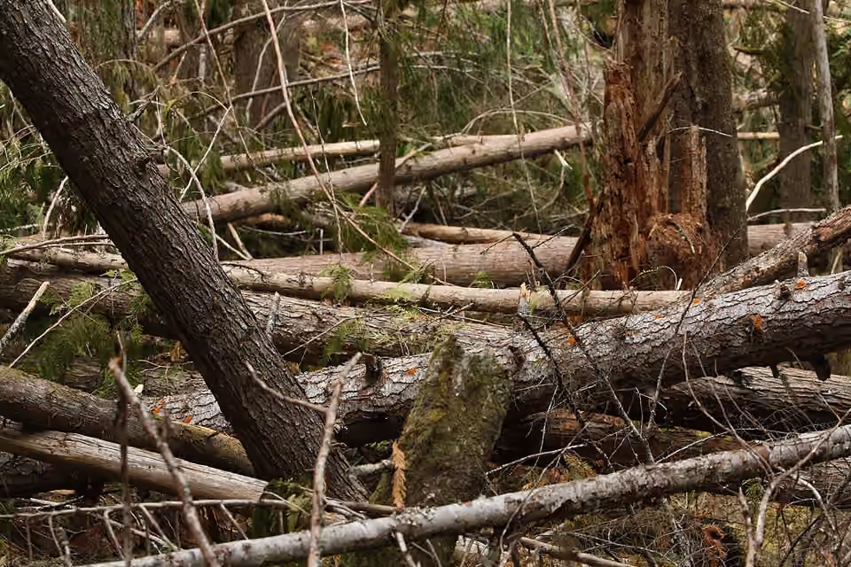 Gros troncs renversés et bois morts dans un sous-bois Gros troncs renversés et bois morts dans un sous-bois.