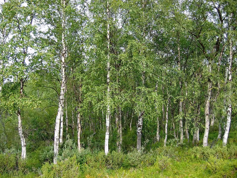 Bouleau verruqueux dans un paysage de la région d’Inari, en Finlande Bouleau verruqueux dans un paysage de la région d’Inari, en Finlande.