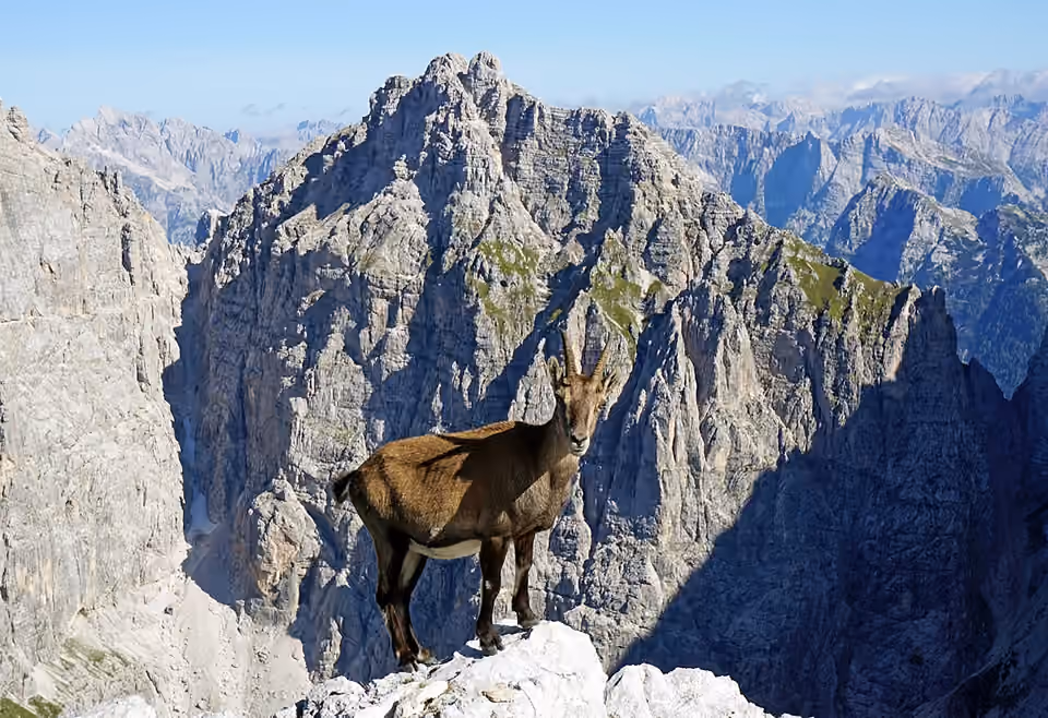 Bouquetin des Alpes sur les pentes de Cima di Terrarossa Bouquetin des Alpes sur les pentes de Cima di Terrarossa.