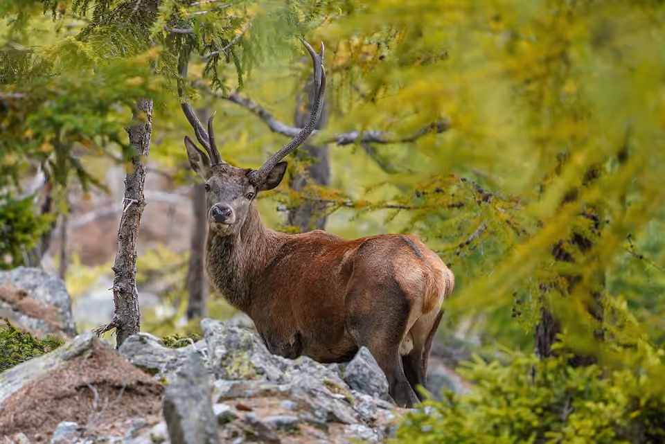 Cerf élaphe sauvage dans la réserve de la forêt d’Aletsch Cerf élaphe sauvage dans la réserve de la forêt d’Aletsch.
