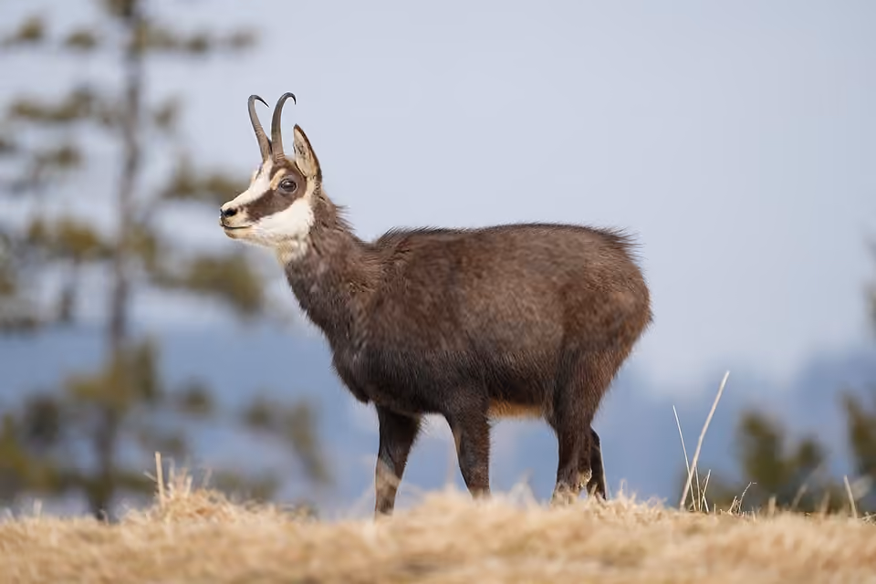 Chamois adulte aux cornes recourbées et au masque sombre dans un paysage montagnard Chamois adulte aux cornes recourbées et au masque sombre dans un paysage montagnard.