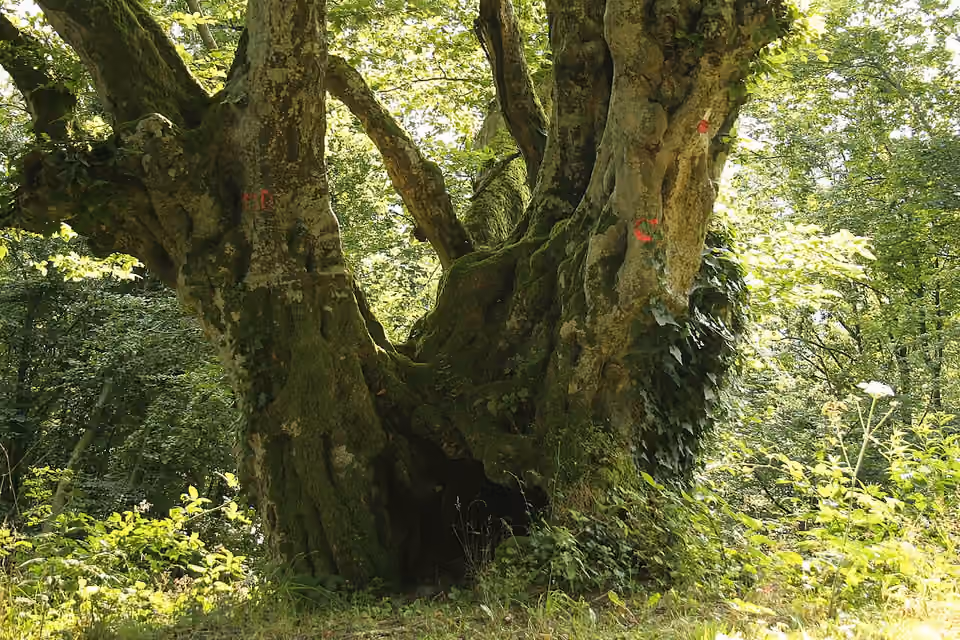 Troncs et branches d’un charme commun dans un sous-bois Troncs et branches d’un charme commun dans un sous-bois.