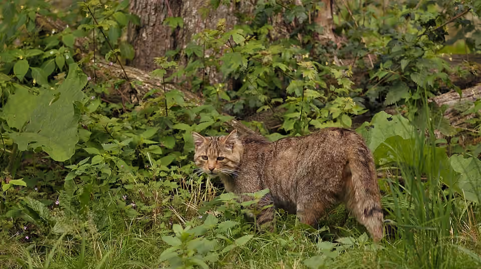 Chat forestier dans la végétation du parc animalier de Springe Chat forestier dans la végétation du parc animalier de Springe.
