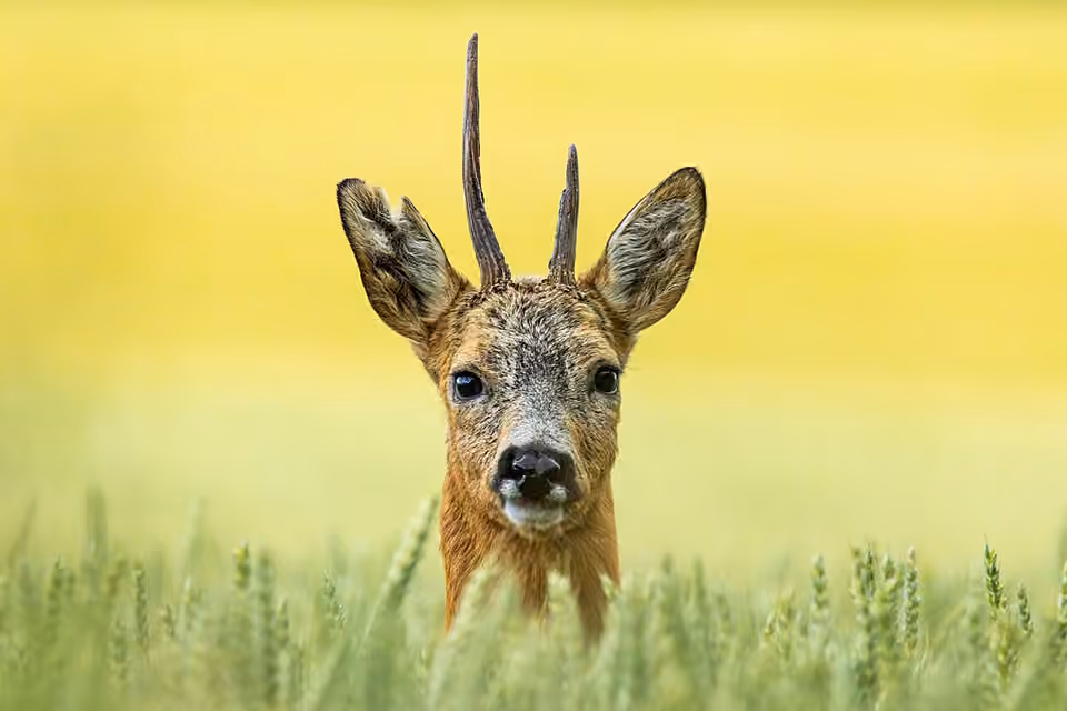 Chevreuil mâle aux petites ramures, vu de près dans la végétation Chevreuil mâle aux petites ramures, vu de près dans la végétation.