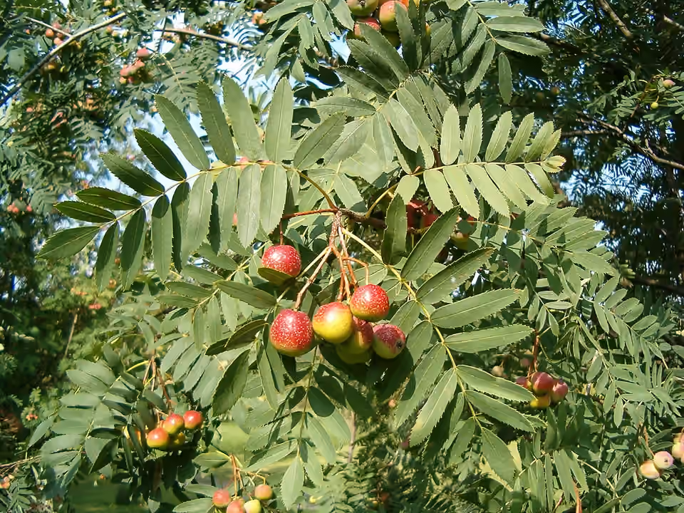 Feuilles composées et fruits d’un cormier au jardin botanique de Berlin Feuilles composées et fruits d’un cormier au jardin botanique de Berlin.