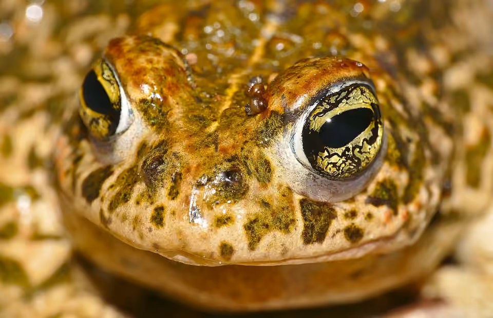 Crapaud calamite vu de très près, avec ses yeux dorés et sa peau verruqueuse Crapaud calamite vu de très près, avec ses yeux dorés et sa peau verruqueuse.