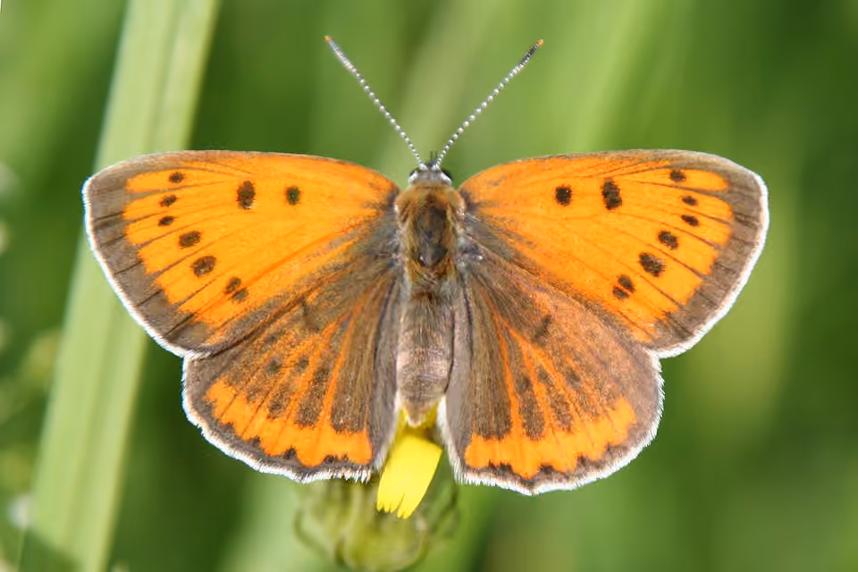 Femelle de cuivré des marais posée sur une plante Femelle de cuivré des marais posée sur une plante.