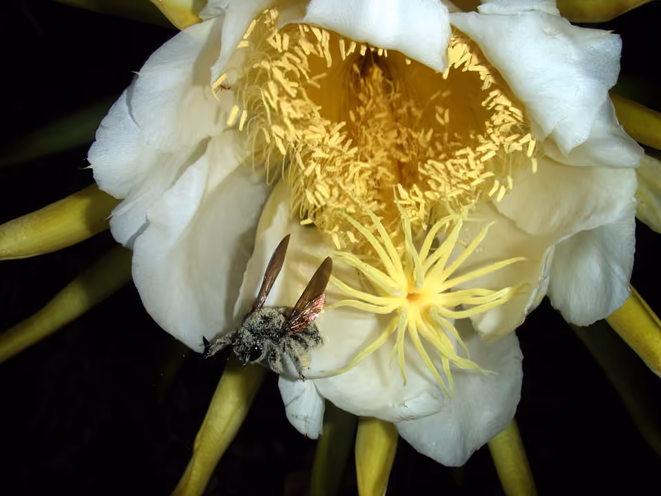 Abeille charpentière portant du pollen récolté sur une fleur de cactus Abeille charpentière portant du pollen récolté sur une fleur de cactus.