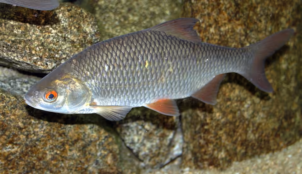 Gardon dans l’eau, avec son corps argenté et ses nageoires orangées Gardon dans l’eau, avec son corps argenté et ses nageoires orangées.