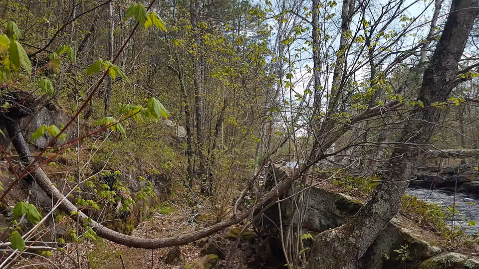 Arbre couché dont le tronc se courbe vers le haut dans une forêt du Minnesota Arbre couché dont le tronc se courbe vers le haut dans une forêt du Minnesota.