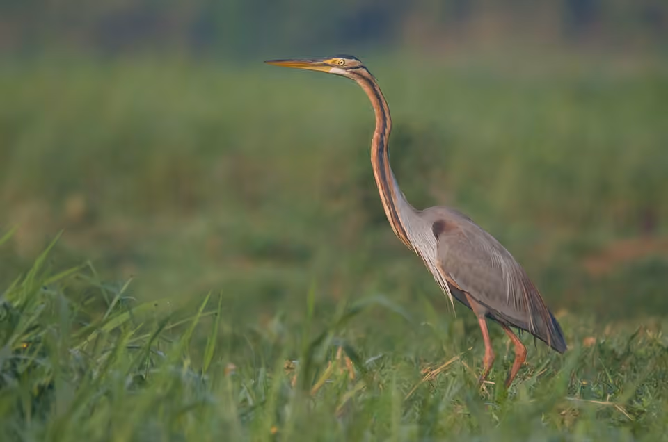 Héron pourpré à l’affût dans les zones humides du lac Powai Héron pourpré à l’affût dans les zones humides du lac Powai.