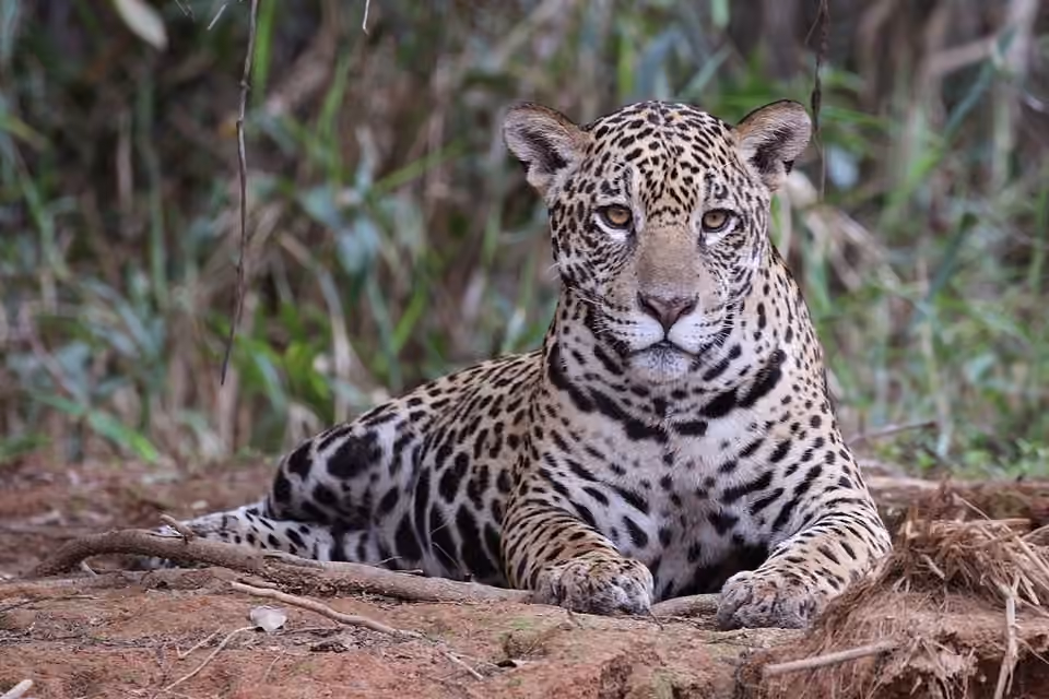 Femelle jaguar dans la végétation du Pantanal, au Brésil Femelle jaguar dans la végétation du Pantanal, au Brésil.