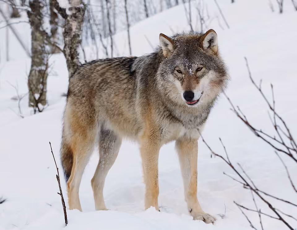 Loup gris photographié dans un parc animalier, avec son museau allongé et ses oreilles dressées Loup gris photographié dans un parc animalier, avec son museau allongé et ses oreilles dressées.