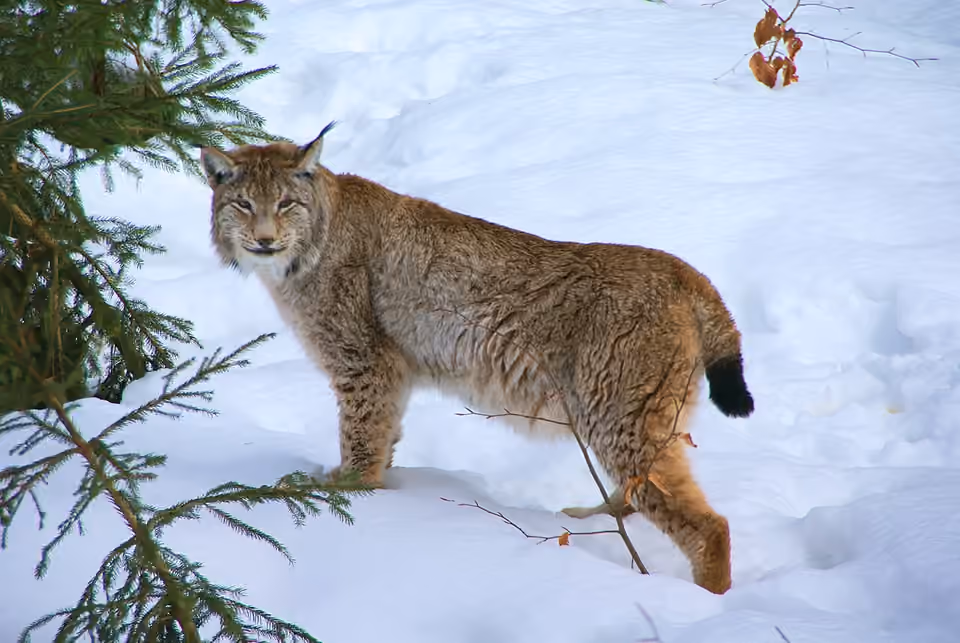 Lynx boréal au pelage tacheté dans un environnement boisé Lynx boréal au pelage tacheté dans un environnement boisé.
