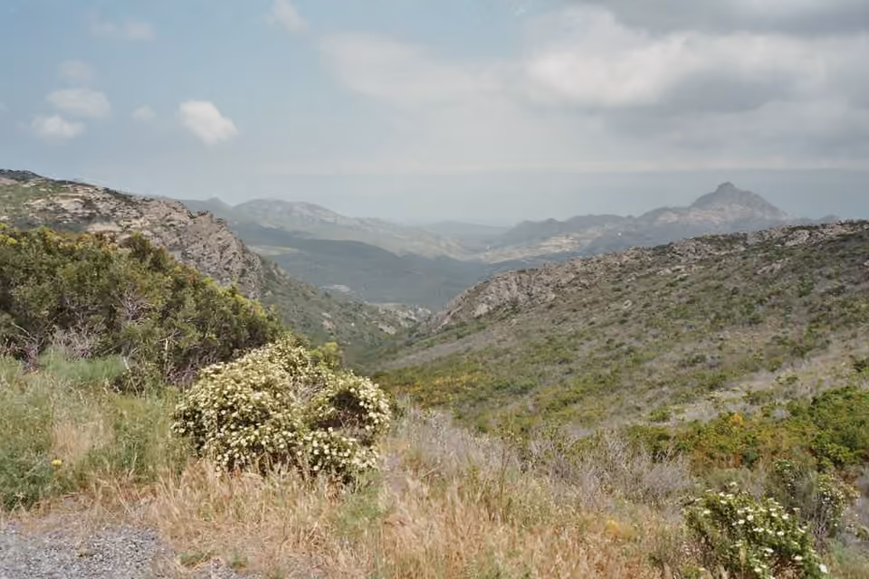 Maquis bas en Corse, formant un couvert arbustif méditerranéen Maquis bas en Corse, formant un couvert arbustif méditerranéen.