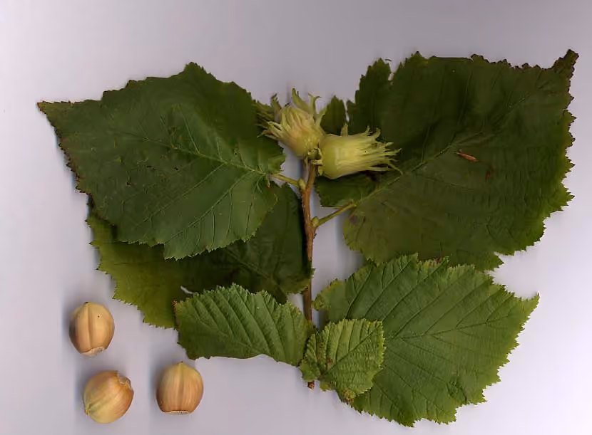 Feuilles et fruits d’un noisetier commun Feuilles et fruits d’un noisetier commun.