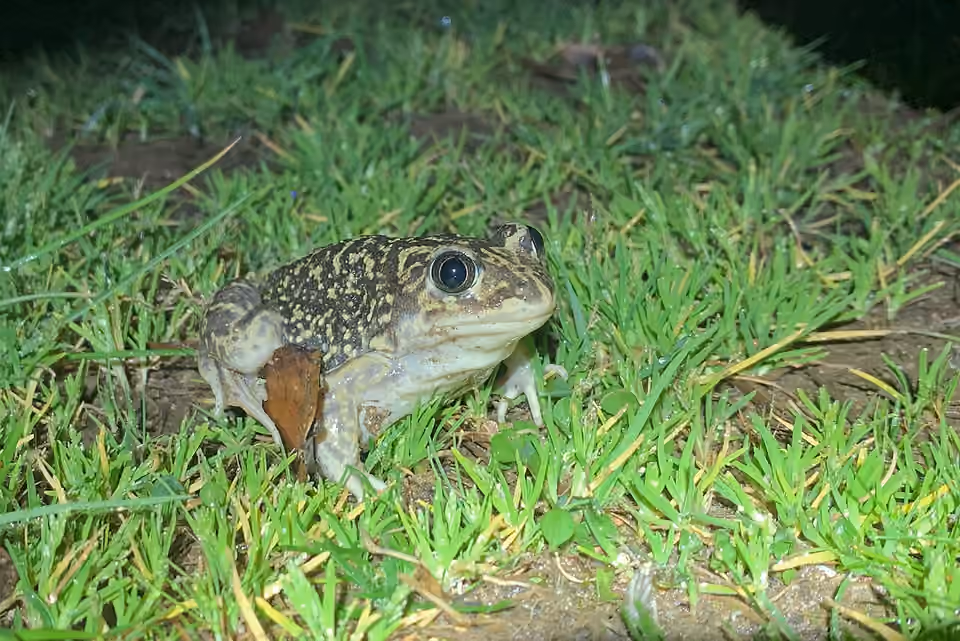 Pélobate cultripède photographié par une nuit pluvieuse en Andalousie Pélobate cultripède photographié par une nuit pluvieuse en Andalousie.