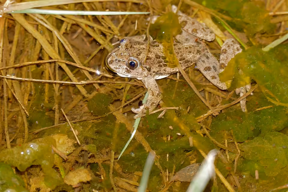 Pélodyte ponctué aux taches vertes photographié près du lac des Rives, dans l’Hérault Pélodyte ponctué aux taches vertes photographié près du lac des Rives, dans l’Hérault.